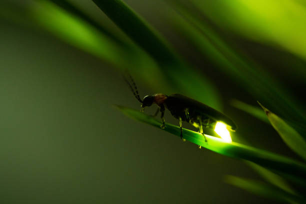 Firefly Video shot of fireflies glowing. glowworm photos stock pictures, royalty-free photos & images