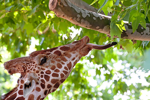 istock Giraffe eating green leaves on the tree 121566192