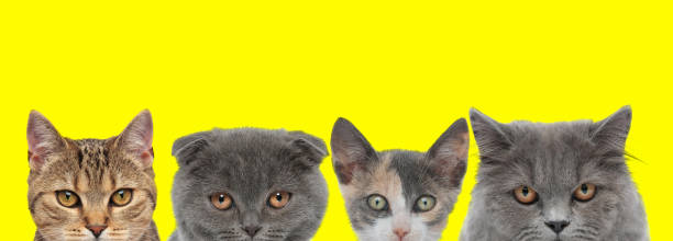istock cats couple standing side by side and looking ahead 1215662122