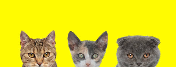 istock 3 cats arranged in line are hiding their faces 1215662136