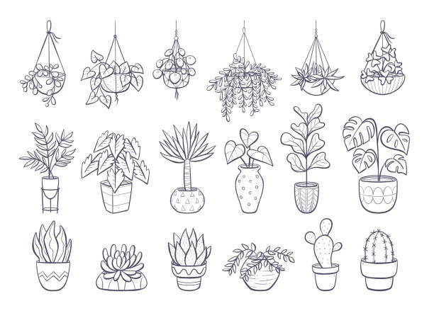 House plants doodle collection Collection of houseplants isolated on white background. Set of decorative indoor and office plants in pot.
Vector doodle plants illustration. Set 1 of 2. spanish flower pots stock illustrations