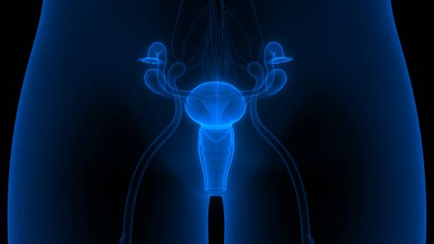 anatomie des weiblichen fortpflanzungssystems - vagina uterus human fertility x ray image stock-fotos und bilder