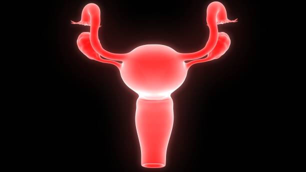 여성 생식 시스템 해부학 - vagina uterus human fertility x ray image 뉴스 사진 이미지