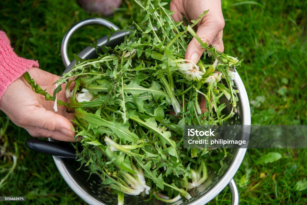a woman picking dandelion (Taraxacum officinale) for salad Dandelion Stock Photo