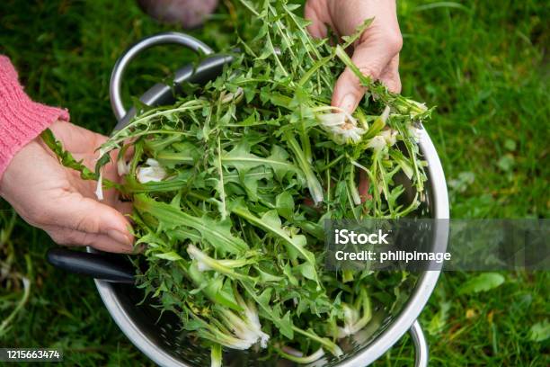 A Woman Picking Dandelion For Salad Stock Photo - Download Image Now