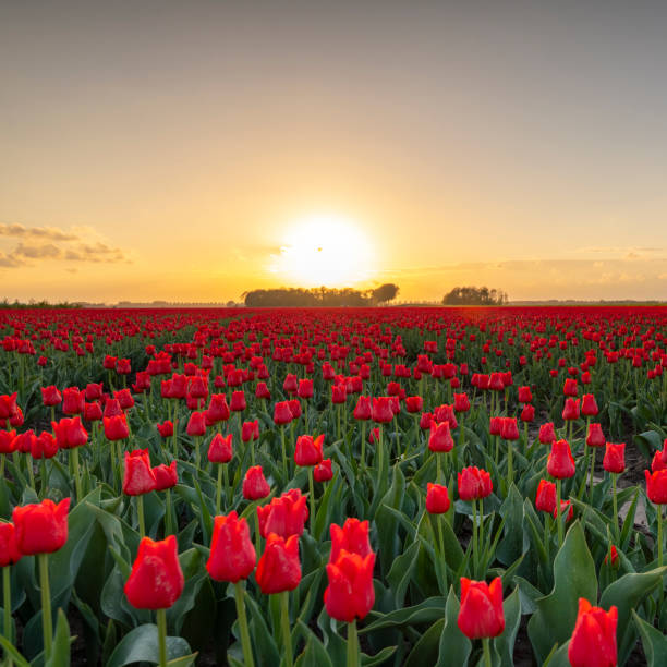 istock Fields of blooming red tulips during sunset in Holland 1215663922