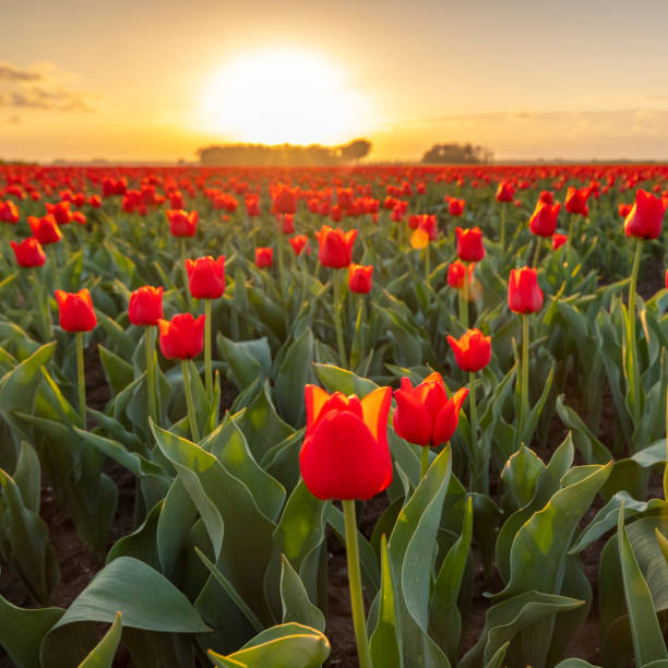 istock Fields of blooming red tulips during sunset in Holland 1215664685