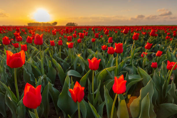 istock Fields of blooming red tulips during sunset in Holland 1215664801