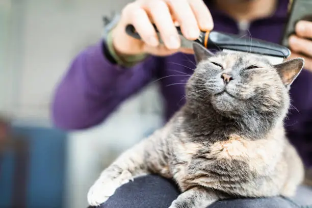 Photo of Man Brushing With Comb Domestic Cat
