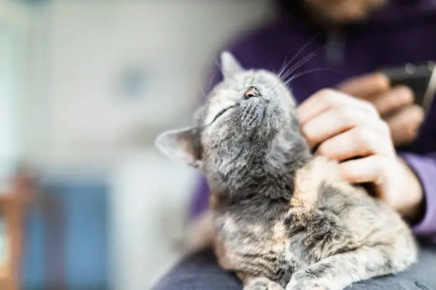 Man Caressing Domestic Cat