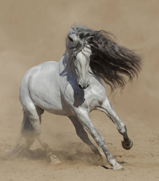 istock Light gray Purebred Spanish horse playing on sand. 1215664960