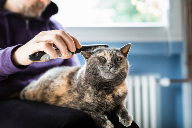 Man Brushing With Comb Domestic Cat Man Brushing With Comb Anti Fleas The Domestic Cat Combing stock pictures, royalty-free photos & images