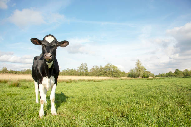 bella grumpy mucca giovane bianco e nero, sguardo robusto, e un cielo blu. - calf foto e immagini stock