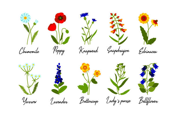 illustrazioni stock, clip art, cartoni animati e icone di tendenza di set di fiori di campo selvatici con nomi isolati su sfondo bianco. illustrazione vettoriale colorata - campanula wildflower cut out isolated