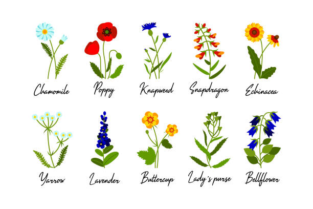 zestaw dzikich kwiatów pola z nazwami izolować na białym tle. kolorowa ilustracja wektorowa - snapdragon stock illustrations