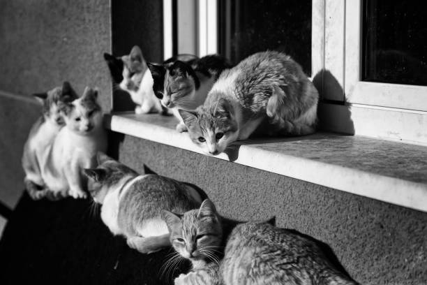 istock Abandoned street cats 1215667398