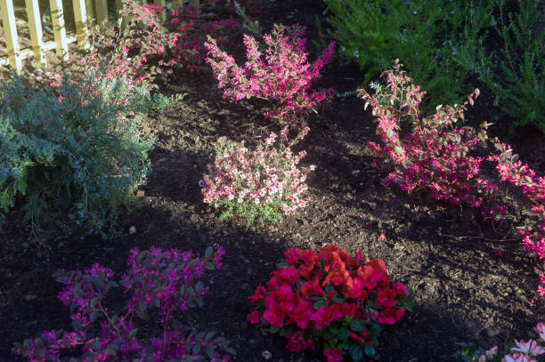istock sunbeam across a blooming flower bed 1215667879