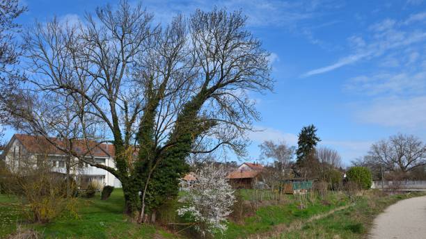 istock Geneva outskirts in spring 1215668583