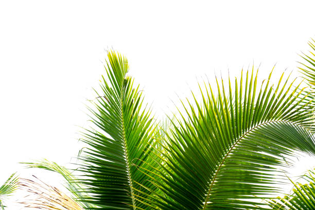 istock Coconut leaves on a white background 1215669835
