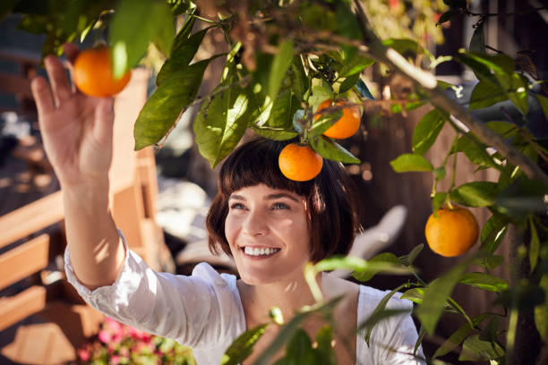 uśmiechnięta młoda kobieta zbierająca pomarańcze z drzewa na zewnątrz - beautiful people citrus fruit fruit zdjęcia i obrazy z banku zdjęć
