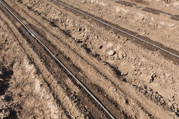 istock farmer field with drip irrigation system, close-up 1215670692
