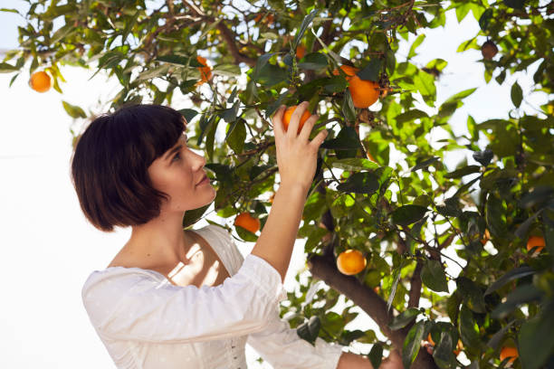 istock Young woman picking oranges from a tree outdoors 1215670747