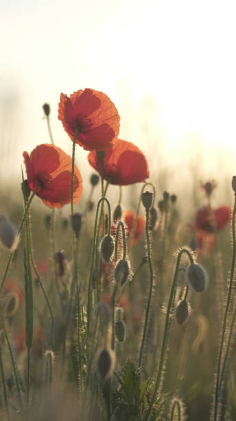 istock Spring meadow with red poppies at sunrise. Beautiful natural spring background 1215670874
