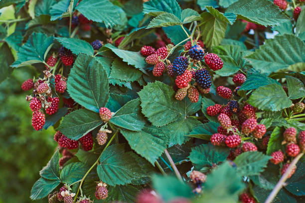 Blackberries on brunches very good harvest stock photo