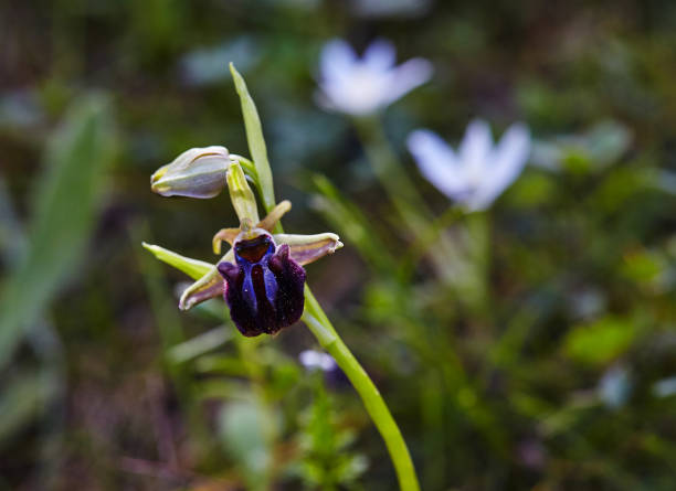 istock Wild rare bee orchid blooming in mediterranean area at spring 1215675027