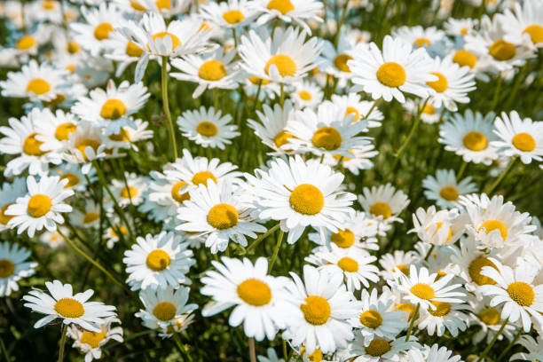 istock field of Daisy flowers during Spring in the Netherlands 1215675176