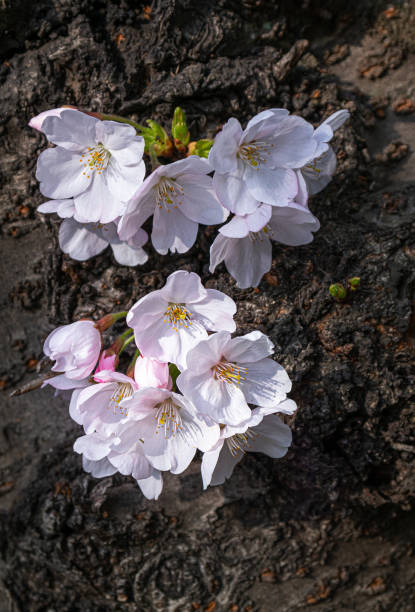 istock cherry blossom bloomed on the trunk of a tree, not on a branch 1215675512
