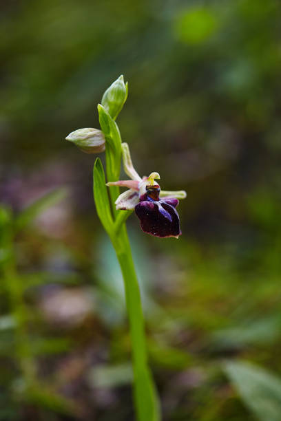 istock Wild rare bee orchid blooming in mediterranean area at spring 1215676208