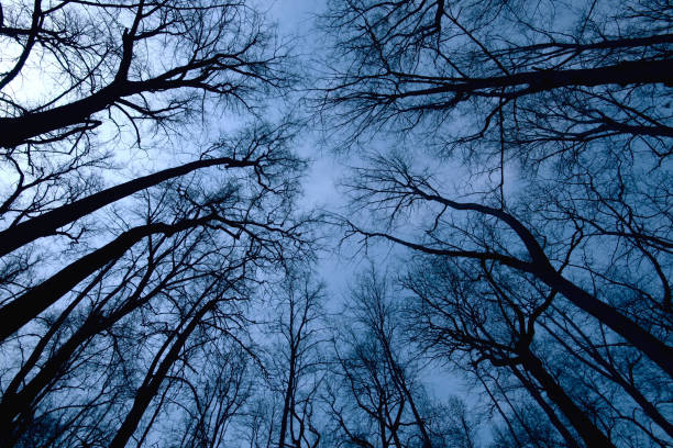 istock Night forest scene, Top view of trees during dark time 1215677225