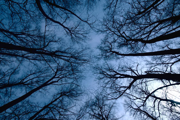 istock Night forest scene, Top view of trees during dark time 1215677227