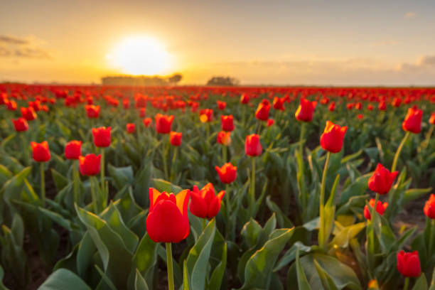 istock Field of blooming red tulips during a springtime sunset 1215678130