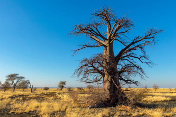 istock Single dry baobab tree on Kukonje Island 1215678526