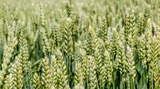 Wide frame isolated closeup of Triticale, a crop hybrid of wheat and rye. Shot from a low angle, the vibrant green grass-like tips of the crop serve as a focal point set against a pale blue sky.
