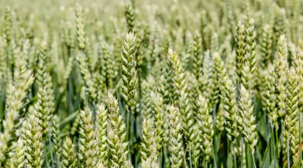 Photo of Wide frame isolated closeup of Triticale, a crop hybrid of wheat and rye. Shot from a low angle, the vibrant green grass-like tips of the crop serve as a focal point set against a pale blue sky.