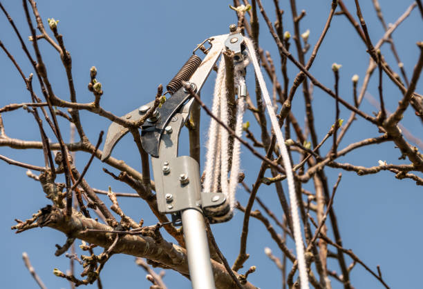 istock Telescopic tree cutter with rope mechanism 1215679806