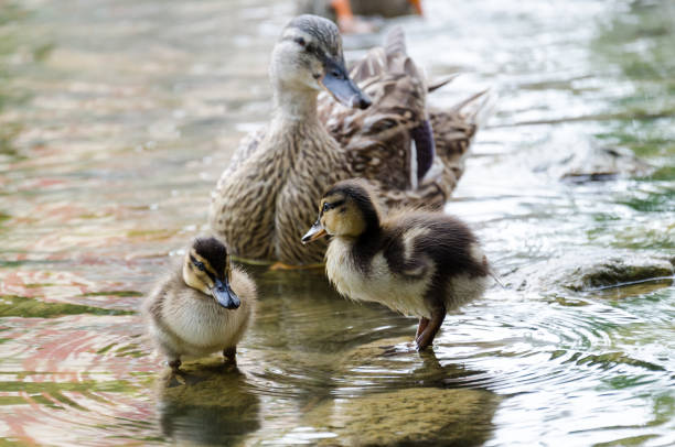istock duck family 1215679960