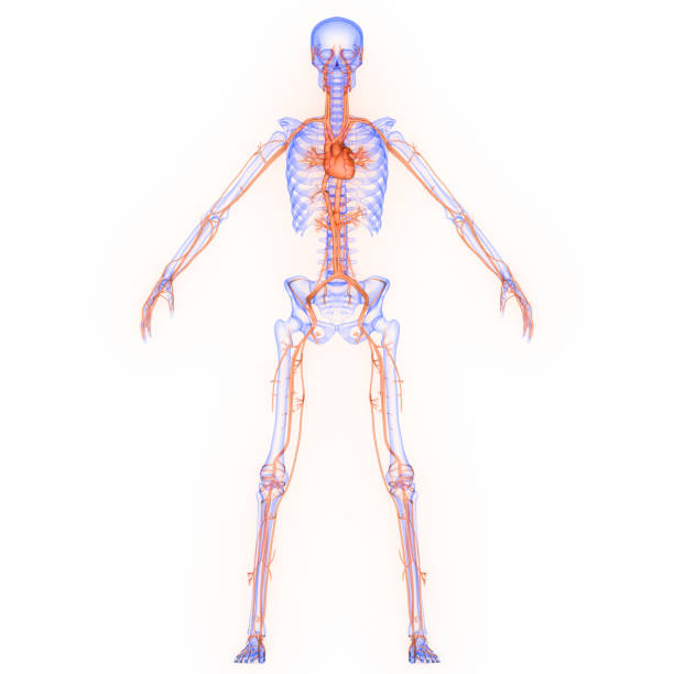 órgão interno humano do coração com raio-x de anatomia do sistema circulatório 3d - human heart x ray image anatomy human internal organ - fotografias e filmes do acervo