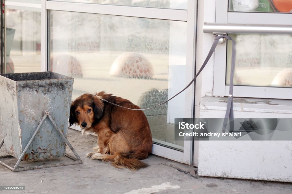 The dog is tied with a collar to the building on the street. The dog is tied with a collar to the building Dog Stock Photo
