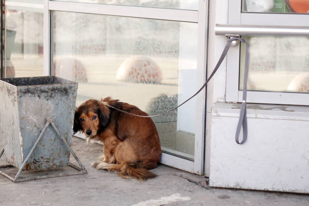 The dog is tied with a collar to the building on the street. stock photo