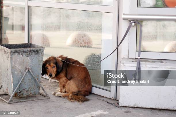 The Dog Is Tied With A Collar To The Building On The Street Stock Photo - Download Image Now