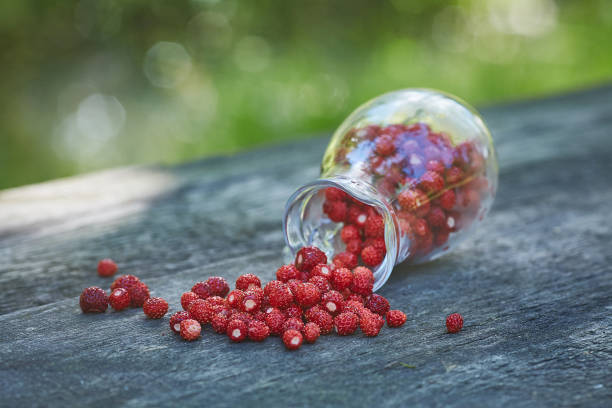 istock Forest strawberry gathered in jug picked from forest fresh at summer 1215681537