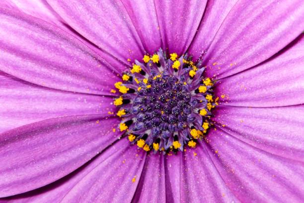 Allium flowers in full bloom, Olympus Digital Camera