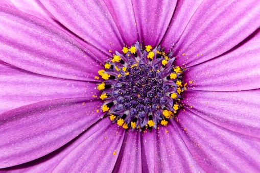 Close-up of white and purple flower