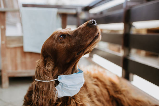 istock dog with a protective mask on his face 1215682644