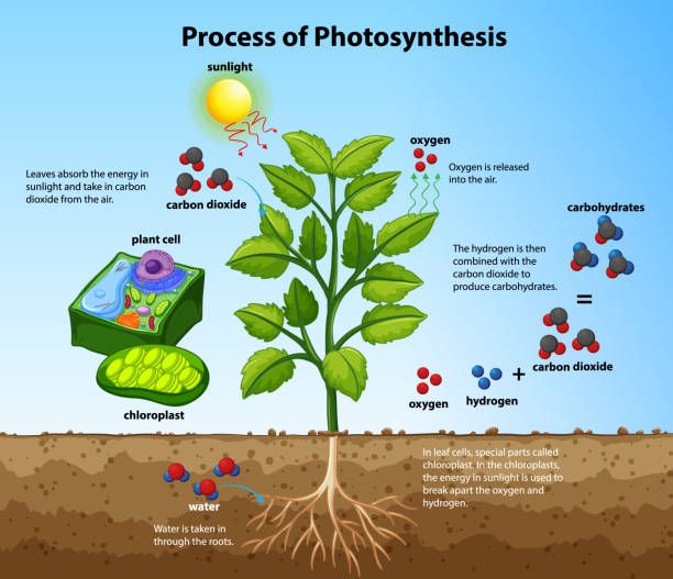 illustrations, cliparts, dessins animés et icônes de diagramme affichant le processus de photosynthèse avec la plante et les cellules - photosynthèse