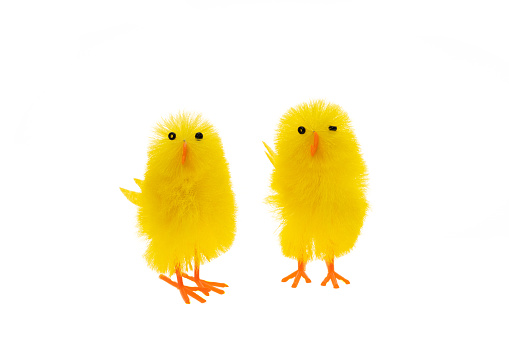 Fluffy yellow artificial baby  chicks for Easter - white background